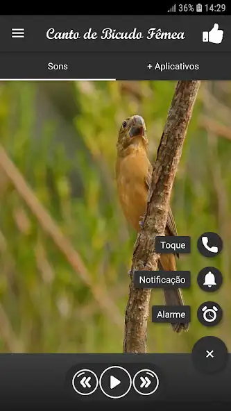 Play Canto de Bicudo Fêmea as an online game Canto de Bicudo Fêmea with UptoPlay