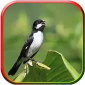 Free play online Canto de Bigodinho HD APK