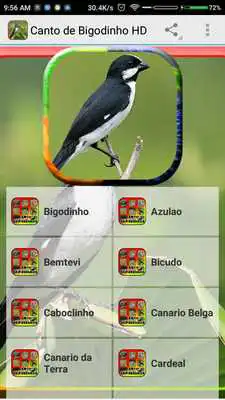 Play Canto de Bigodinho HD Play Canto de Bigodinho HD