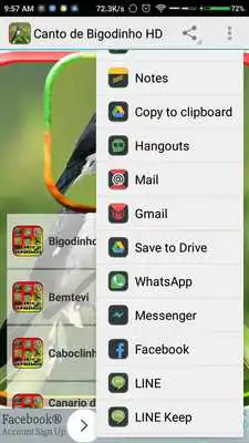 Play Canto de Bigodinho HD Play Canto de Bigodinho HD