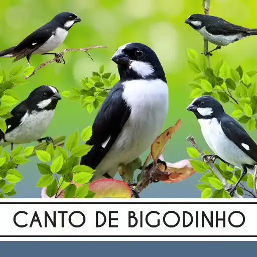 Play Canto de Bigodinho APK Play Canto de Bigodinho APK