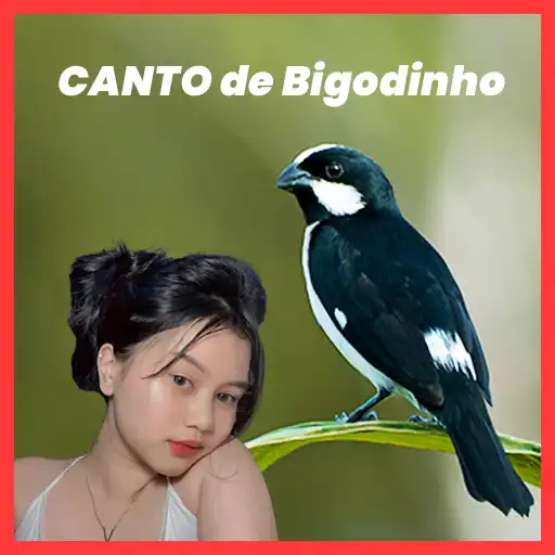 Play Canto de Bigodinho Pássaros  and enjoy Canto de Bigodinho Pássaros with UptoPlay