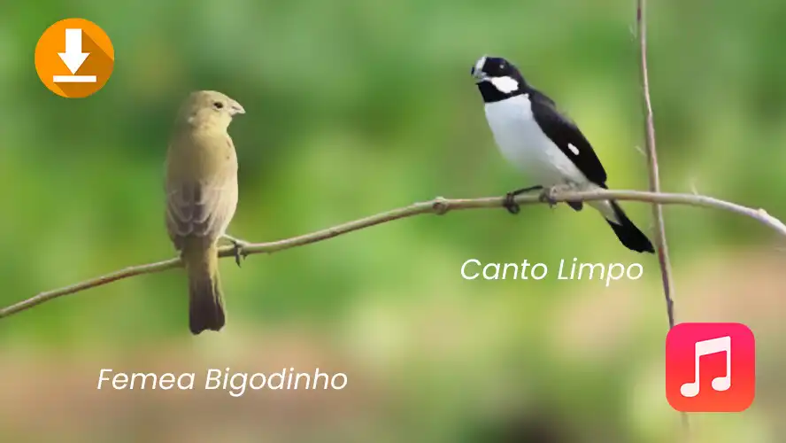 Play Canto de Bigodinho Pássaros as an online game Canto de Bigodinho Pássaros with UptoPlay