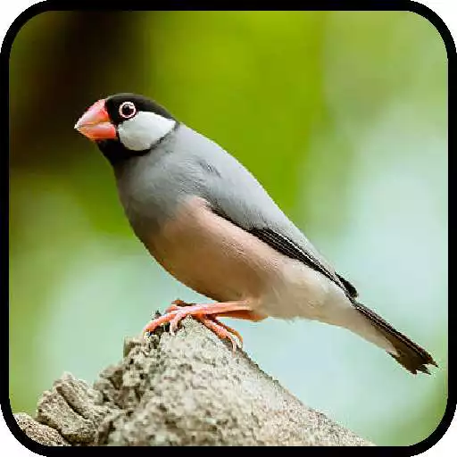 Play Canto de Calafate Java Sparow APK Play Canto de Calafate Java Sparow APK