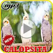 Free play online Canto de Calopsita Brazil Mp3 APK Free play online Canto de Calopsita Brazil Mp3 APK