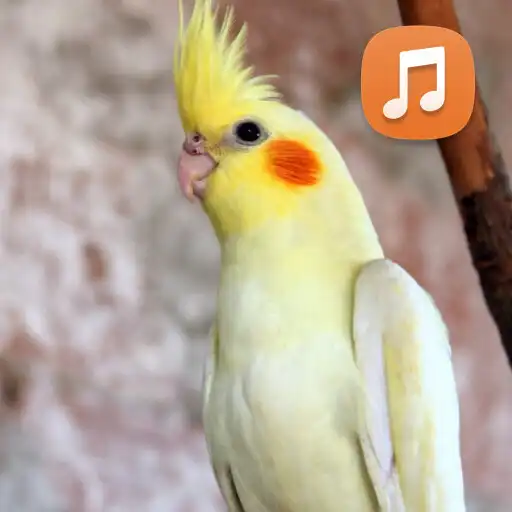 Play Canto De Calopsita APK Play Canto De Calopsita APK