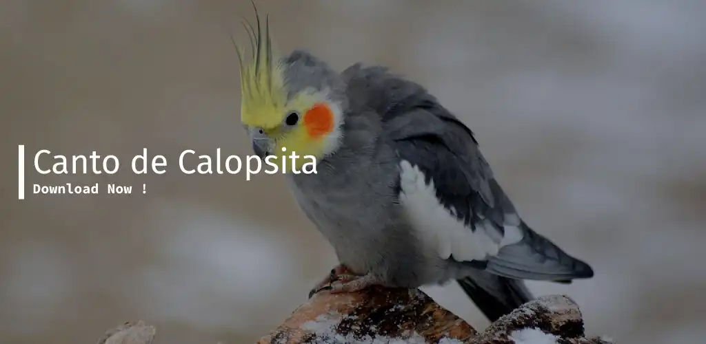 Play Canto De Calopsita  and enjoy Canto De Calopsita with UptoPlay