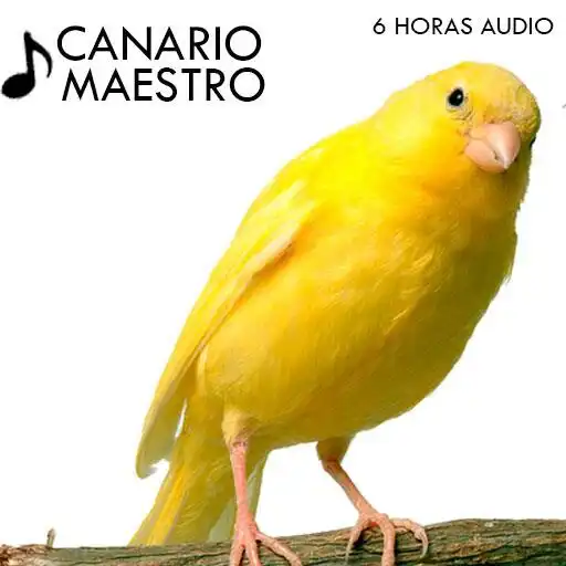 Play Canto de Canarios APK Play Canto de Canarios APK