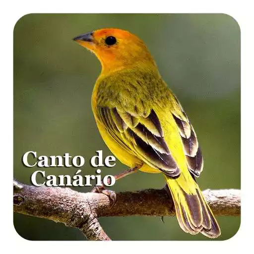 Play Canto De Canário Da Terra APK