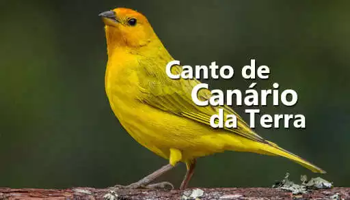 Play Canto De Canário Da Terra  and enjoy Canto De Canário Da Terra with UptoPlay