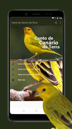 Play Canto De Canário Da Terra as an online game Canto De Canário Da Terra with UptoPlay