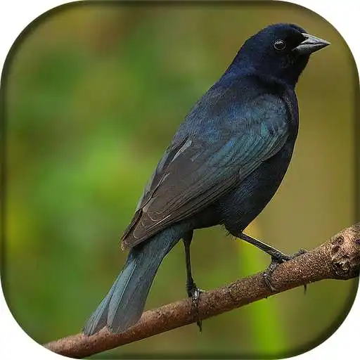 Play Canto de Chupim APK