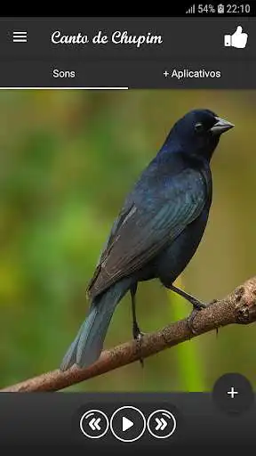 Play Canto de Chupim  and enjoy Canto de Chupim with UptoPlay