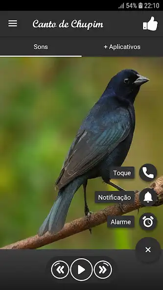 Play Canto de Chupim as an online game Canto de Chupim with UptoPlay