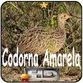 Free play online Canto de Codorna Amarela APK