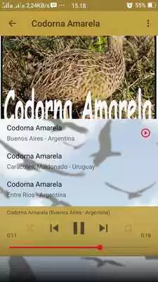Play Canto de Codorna Amarela