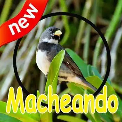 Play Canto de Coleiro Macheando Complete Mp3