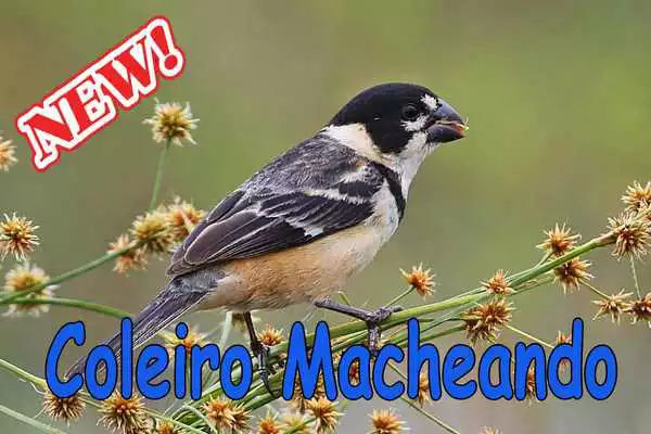 Play Canto de Coleiro Macheando Complete Mp3