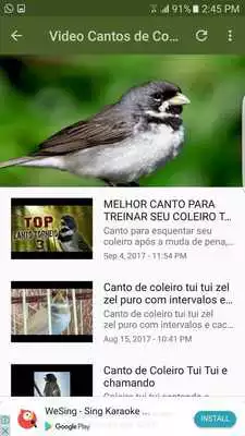 Play Canto de Coleiro Tui Tui Puro