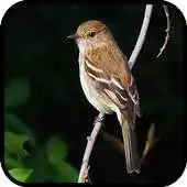 Free play online Canto de Filipe APK