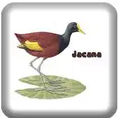 Free play online Canto de Jacana APK Free play online Canto de Jacana APK