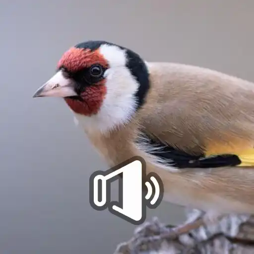 Play Canto de Jilguero Campero HD APK
