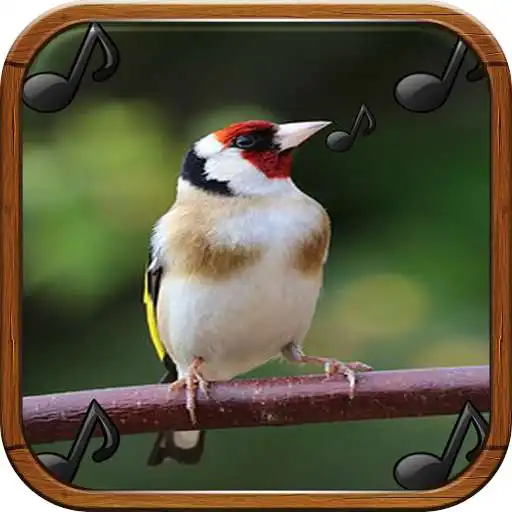 Play Canto De Jilguero APK
