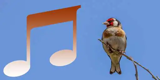 Play Canto De Jilguero  and enjoy Canto De Jilguero with UptoPlay