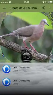Play Canto de Juriti Gemedeira Play Canto de Juriti Gemedeira