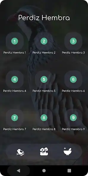 Play Canto de La Perdiz Hembra and enjoy Canto de La Perdiz Hembra with UptoPlay Play Canto de La Perdiz Hembra and enjoy Canto de La Perdiz Hembra with UptoPlay