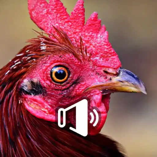 Play Canto Del Gallo APK