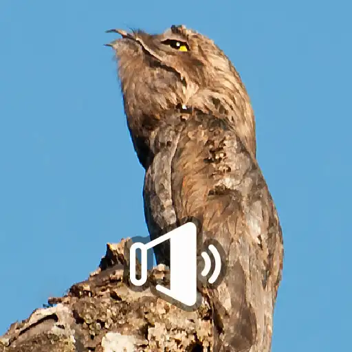 Play Canto del Nictibio Urutaú APK