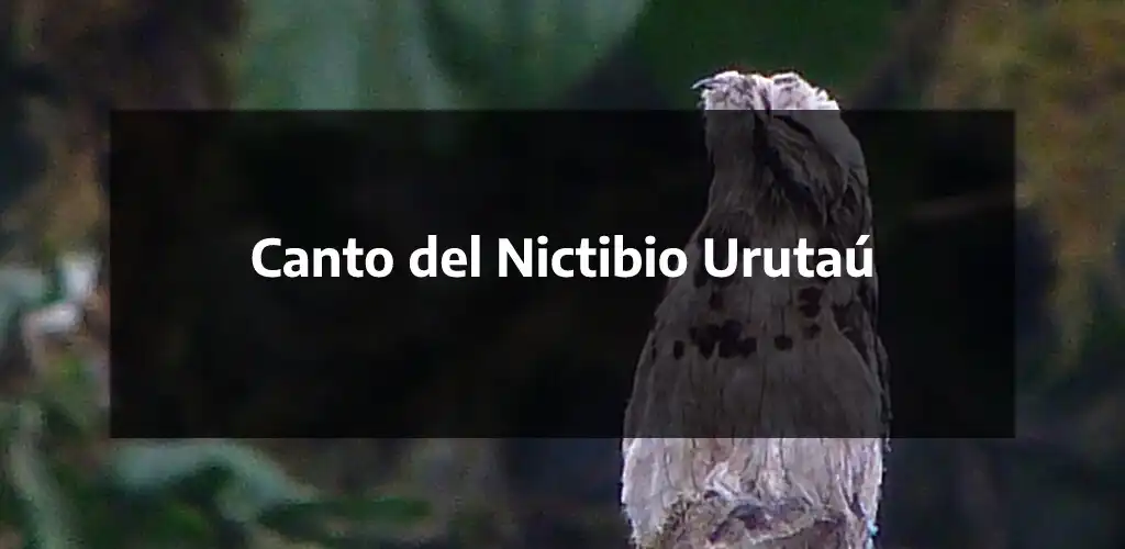 Play Canto del Nictibio Urutaú as an online game online Canto del Nictibio Urutaú with UptoPlay Play Canto del Nictibio Urutaú as an online game Canto del Nictibio Urutaú with UptoPlay