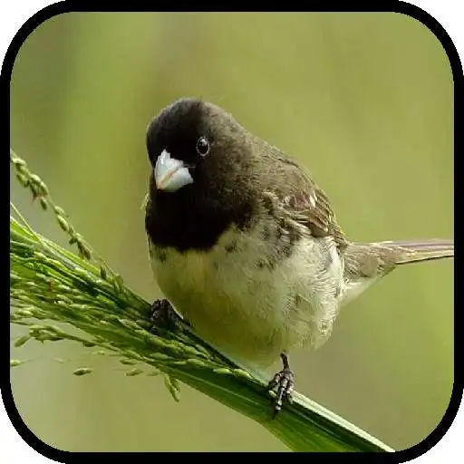 Run free android online Canto de Papa Capim Baiano APK