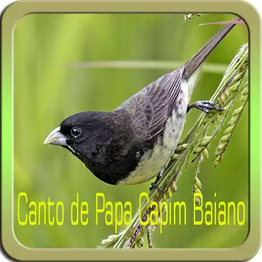 Free play online Canto de Papa Capim APK
