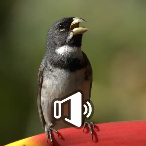 Play Canto De Papa Capim Tui Tui HD APK