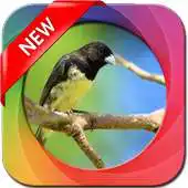 Free play online Canto de papa capim viviti puro APK
