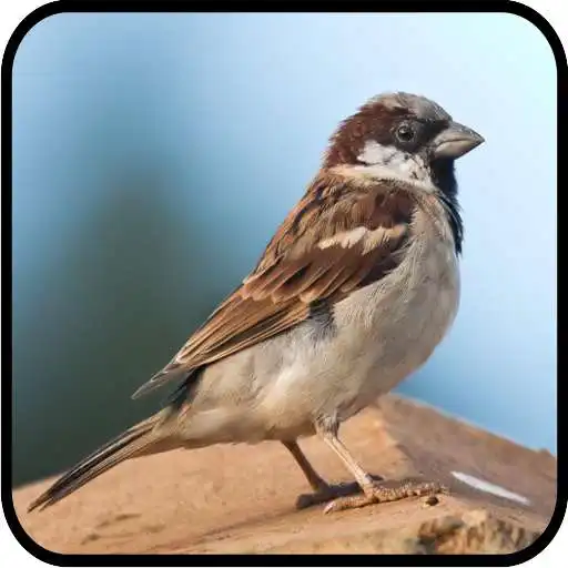 Run free android online Canto de Pardal Novo APK