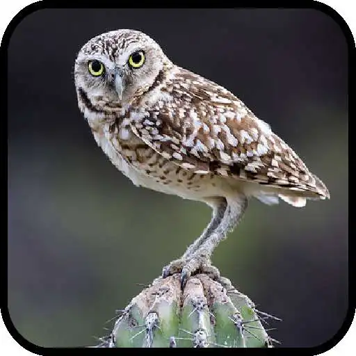 Run free android online Canto de Passaro Coruja Buraqueira APK