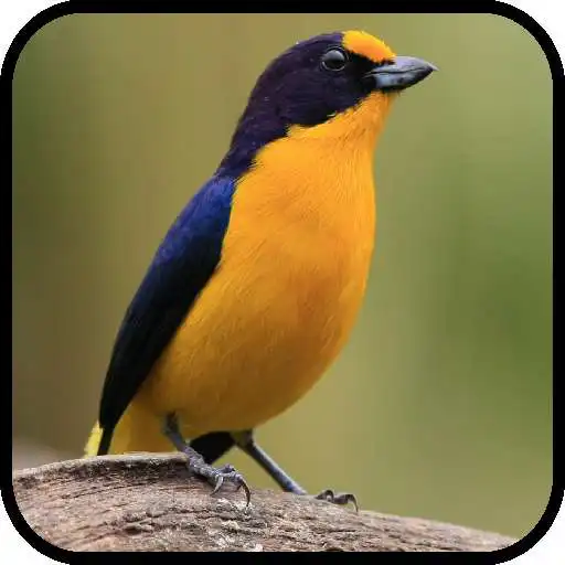 Run free android online Canto de Passaro Fim Fim APK
