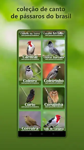 Play Canto de Passaros Brasileiros as an online game Canto de Passaros Brasileiros with UptoPlay