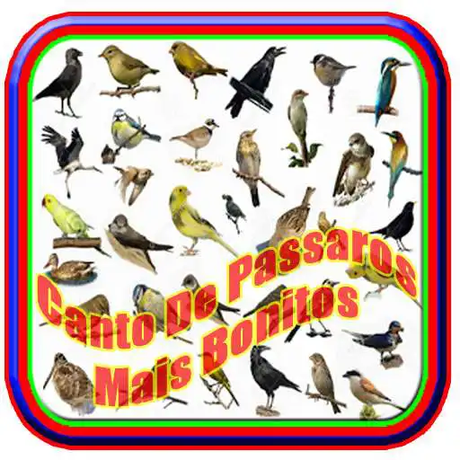 Run free android online Canto De Passaros Mais Bonitos APK