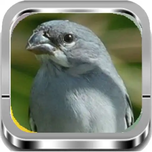 Run free android online Canto De Patativa Mp3 APK Run free android online Canto De Patativa Mp3 APK