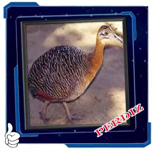 Play Canto De Perdiz Novo Completos APK Play Canto De Perdiz Novo Completos APK