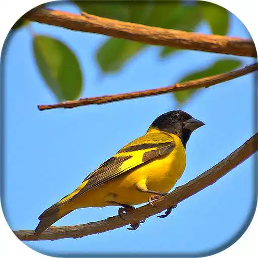 Play Canto de Pintassilgo APK Play Canto de Pintassilgo APK