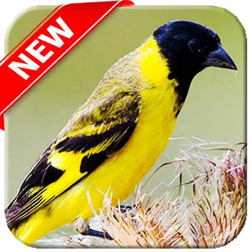 Play APK Canto De Pintassilgo Mp3  and enjoy Canto De Pintassilgo Mp3 with UptoPlay 