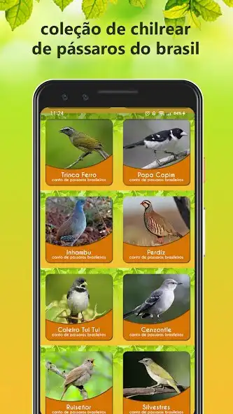 Play Canto de Pintassilgo as an online game Canto de Pintassilgo with UptoPlay