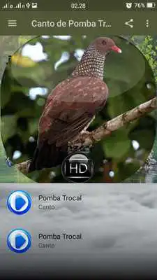 Play Canto de Pomba Trocal