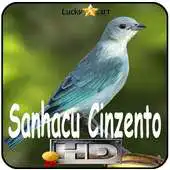 Free play online Canto de Sanhacu Cinzento APK Free play online Canto de Sanhacu Cinzento APK