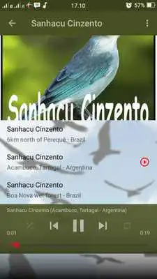 Play Canto de Sanhacu Cinzento